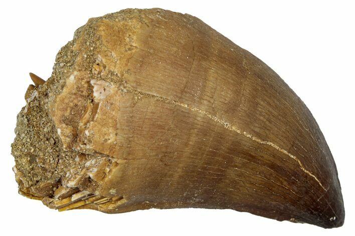 Fossil Mosasaur (Thalassotitan) Tooth - Morocco #345135